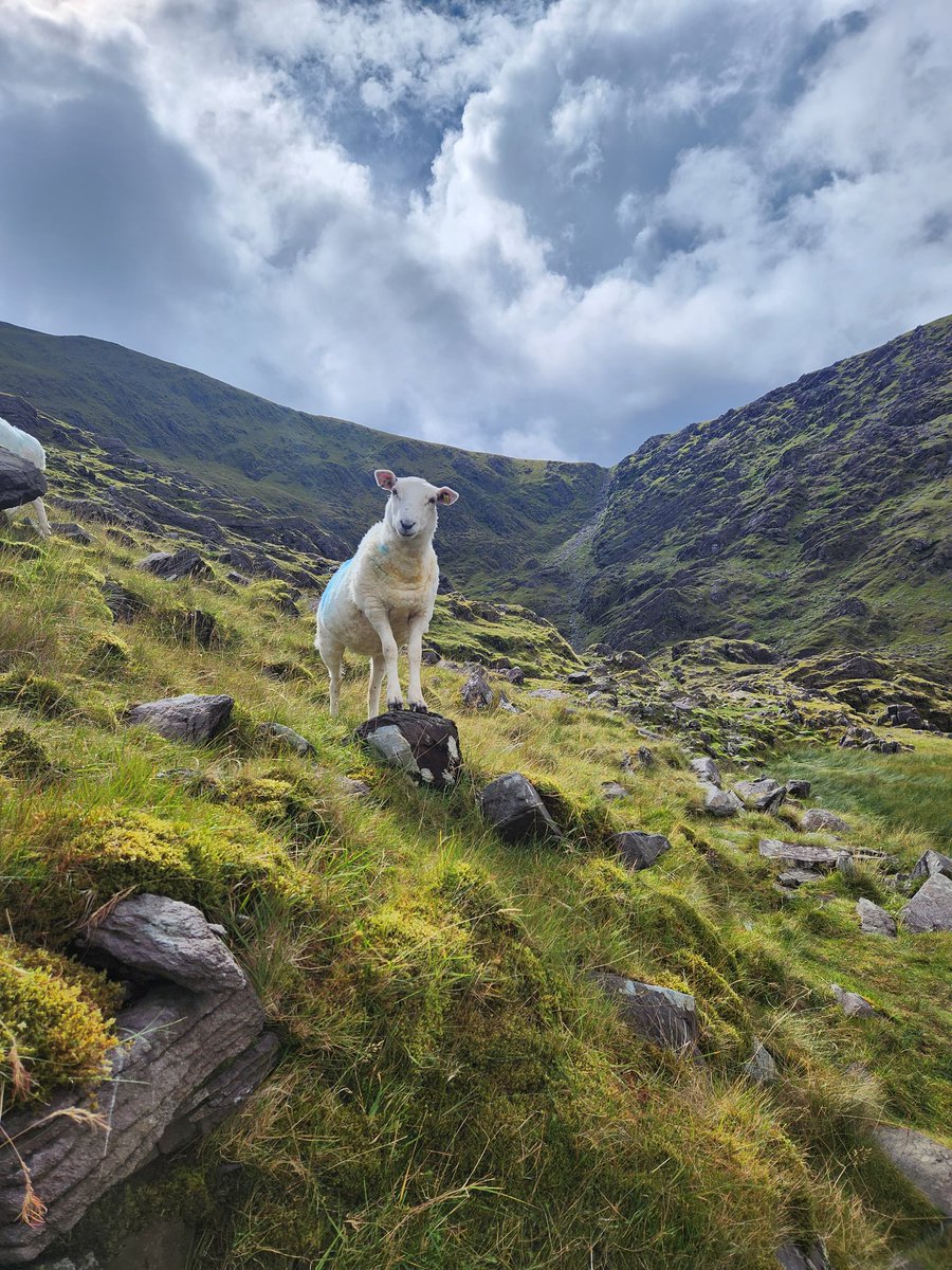 Andrew (Toycat) tweet media