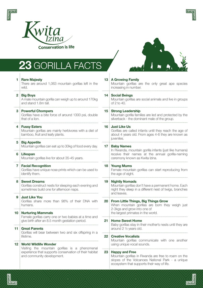 23 gorilla facts for 23 majestic babies that received names from our distinguished Namers yesterday at the 19th #KwitaIzina🦍 ceremony at the foothills of @VolcanoesPark. #VisitRwanda🇷🇼