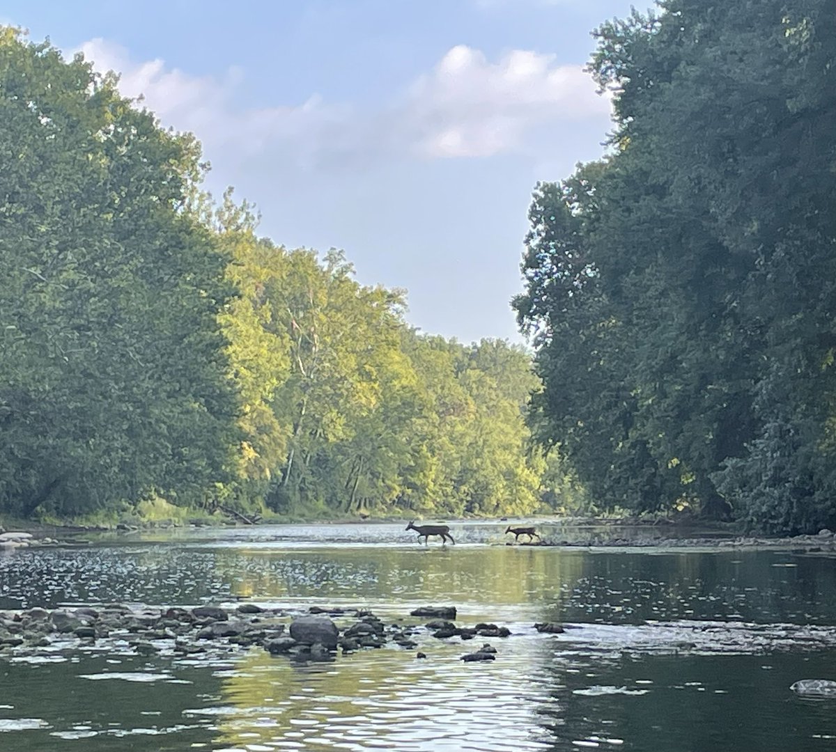 edfujawa's tweet photo. Lovely morning on the White River just upstream from Kessler Blvd. https://t.co/DE6gWQ0DYm