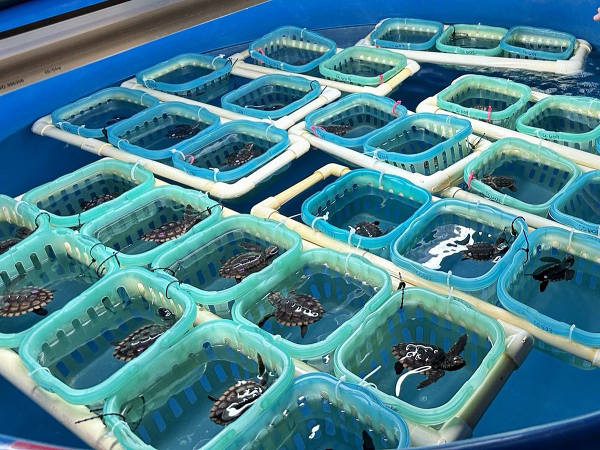 ErinGrall's tweet photo. Great to get an up-close look at @FloridaAtlantic's Marine Science Lab where research into marine species &amp; topics provides students w/ meaningful educational opportunities &amp; helps find solutions to coastal/marine challenges. Such an important &amp; unique resource in our community. https://t.co/ln2NShnI6e