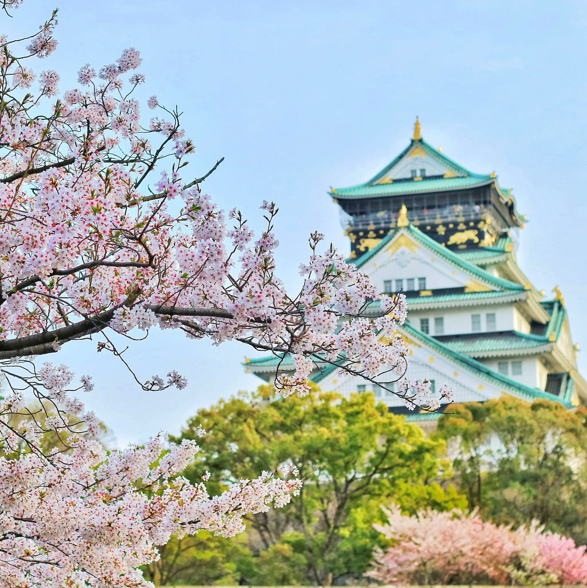 TheDragonTrip's tweet photo. Japan boasts so much beauty, especially during 'Sakura' season with an abundance of cherry blossoms throughout the country.

#thedragontrip #osaka #japan #sakura https://t.co/5m8BRH71GG