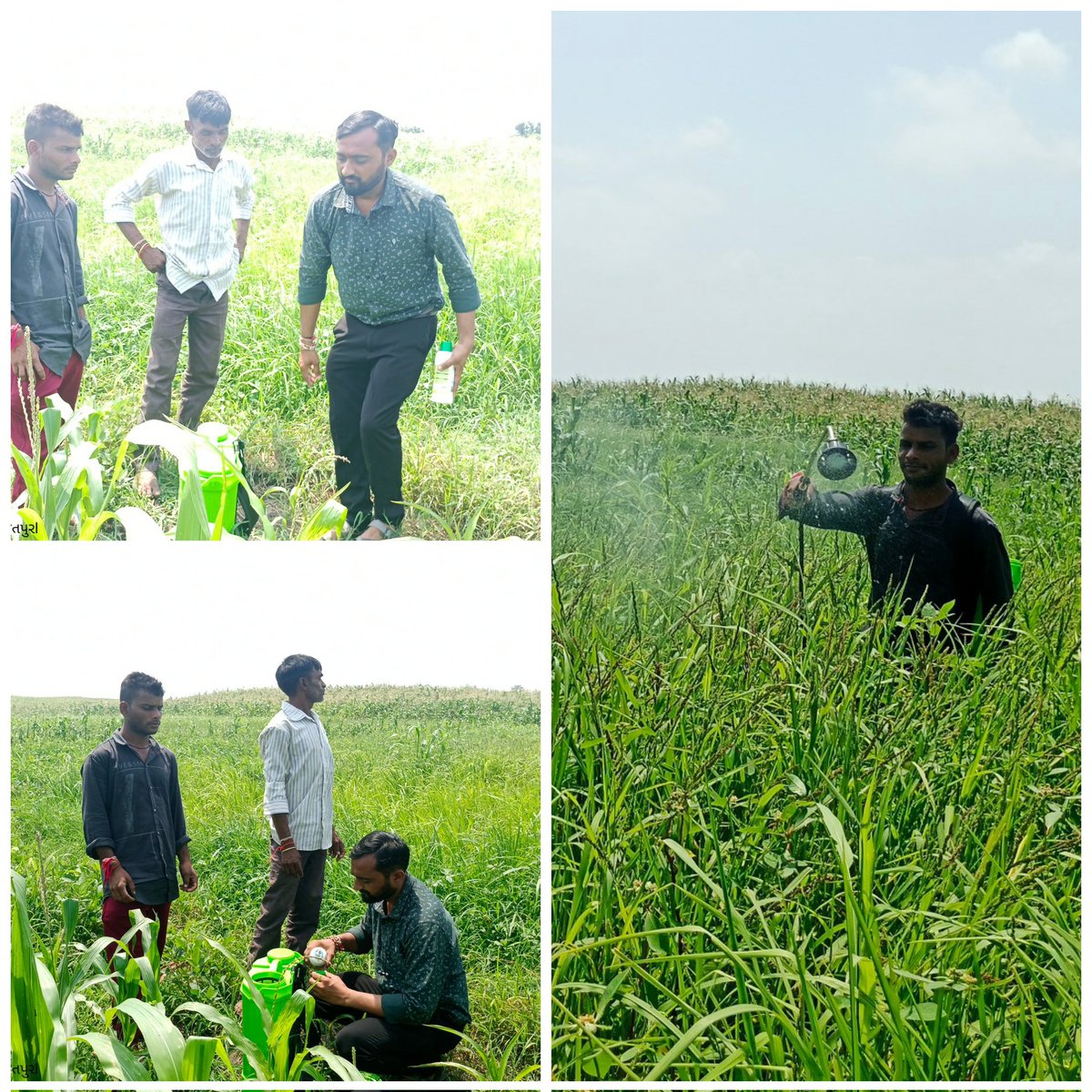 ZalaSan92838214's tweet image. આજે દાહોદ જિલ્લાનાં તમામ તાલુકામાં નેનો યુરિયા  ખાતર અંગે ખેડુતમિત્રોને જાણકારી આપી/તમામ ગ્રામસેવક મિત્રોએ ગામે ગામ એક-એક ખેડૂતને ત્યાં નેનો યુરિયાનો છંટકાવ કરી પ્રત્યક્ષ ડેમો કરી ખેડૂતોને જાણકાર કર્યા.
🔰પ્રશ્નો અંગે ચર્ચા
📌કયા પાકમાં છંટકાવ કરવો
📌કેટલી માત્રામાં વાપરવું