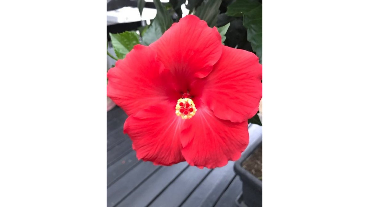 AdvancedBP's tweet photo. The beautiful hibiscus flower. It is one of my favourite flowers and comes in many colours. The pink flower is a symbol of beauty and love. #flowers #garden #hibiscus #abpstore https://t.co/58M6k8SopL https://t.co/KO0XIF847f
