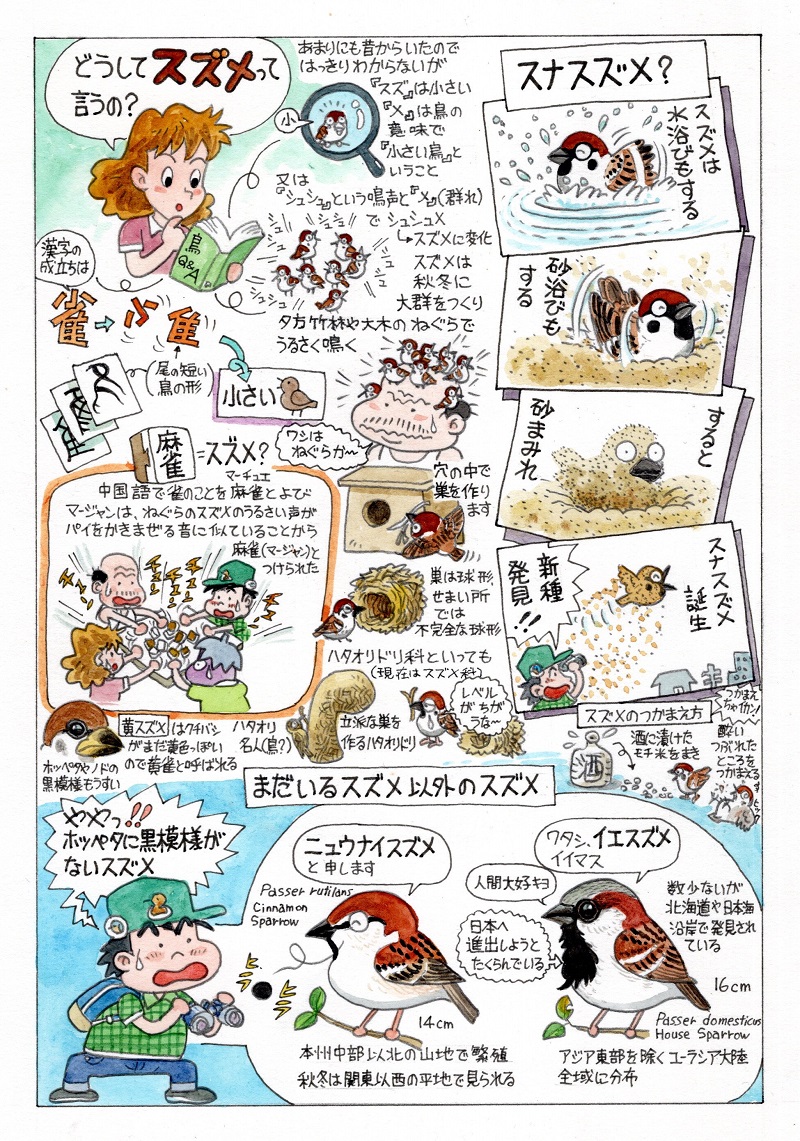 今日のオマケ。「バーダー」誌2000年4月号から4年間連載された「鳥解體珍書」(モノクロ)をカラー化して本邦初公開(一部原画展で公開)。カラー化済は13回分のみ。今後発表の場が未定なのでここにアップします。第1回「スズメ」。 