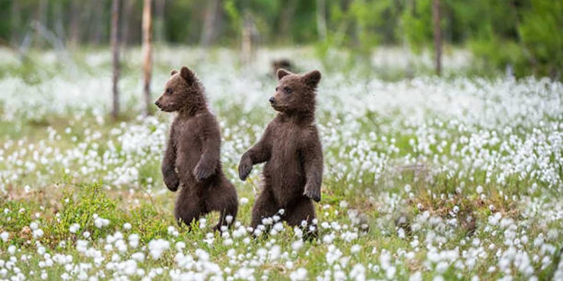 “Si può tranquillamente affermare che chi è crudele con gli animali non può essere un uomo buono.”
(A. Schopenhauer)
#Amarena