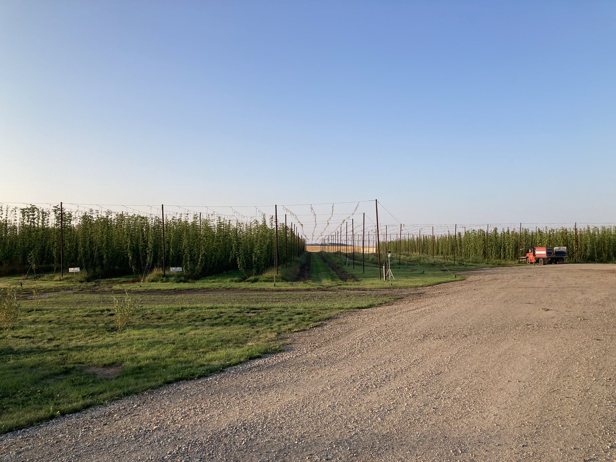 Big yesterday harvesting 3/4 of an acre. If we hadn’t filled up driers could have maybe stretched to 1 full acre but driers filling up first isn’t a terrible thing either. More Centennial harvest today!