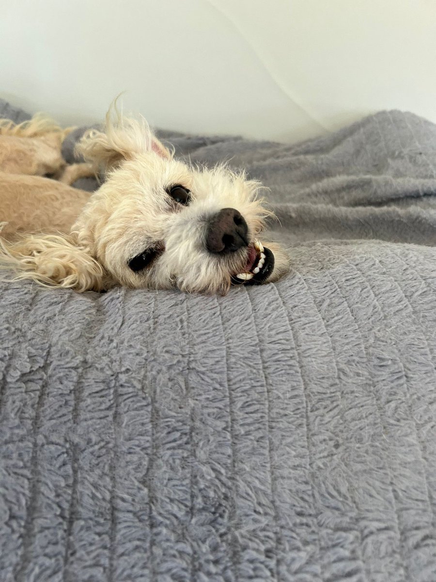 Still hoping to raise $400 to cover Austin’s medical costs.  He was found  as a stray, we’re taking care of him but could use your help.  No owner came forward.  Guidrysguardian.org.  Put AUSTIN on the donation.  Thank you VERY much.
