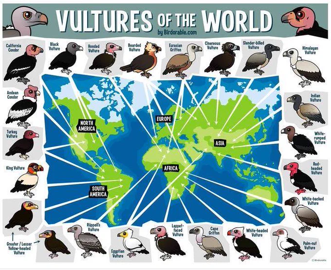 ElSalvadorBirds's tweet photo. Las 23 especies de buitres en el mundo son aves rapaces del orden Falconiformes que se alimentan de animales muertos, aunque a falta de estos, son capaces de cazar presas vivas. Se encuentran en todos los continentes, excepto la Antártida y Oceanía. https://t.co/v7g8ZPeU7I