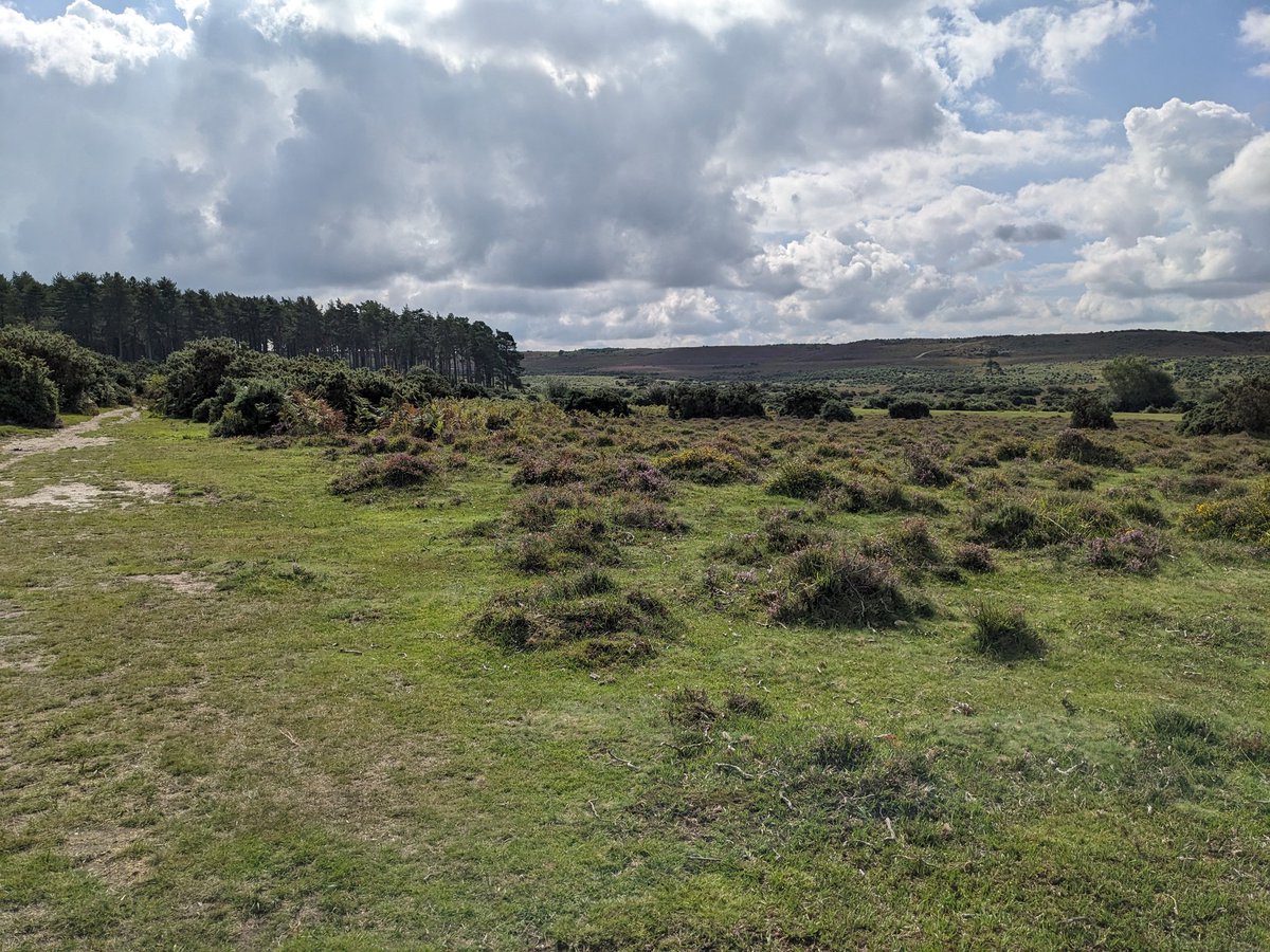 More pics from Godshill walk in New Forest