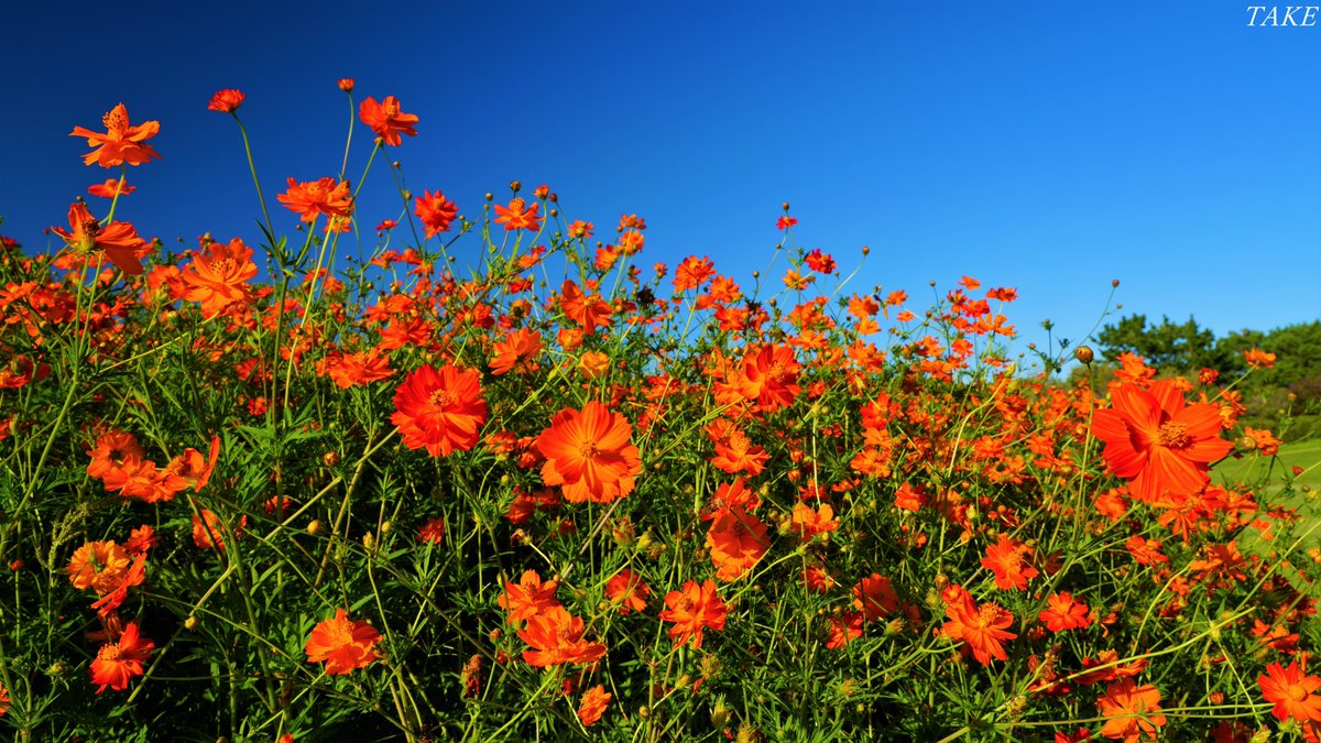 晩夏の空を背に公園の花壇は
キバナコスモスが咲き誇り
華やかに彩られていました🌺