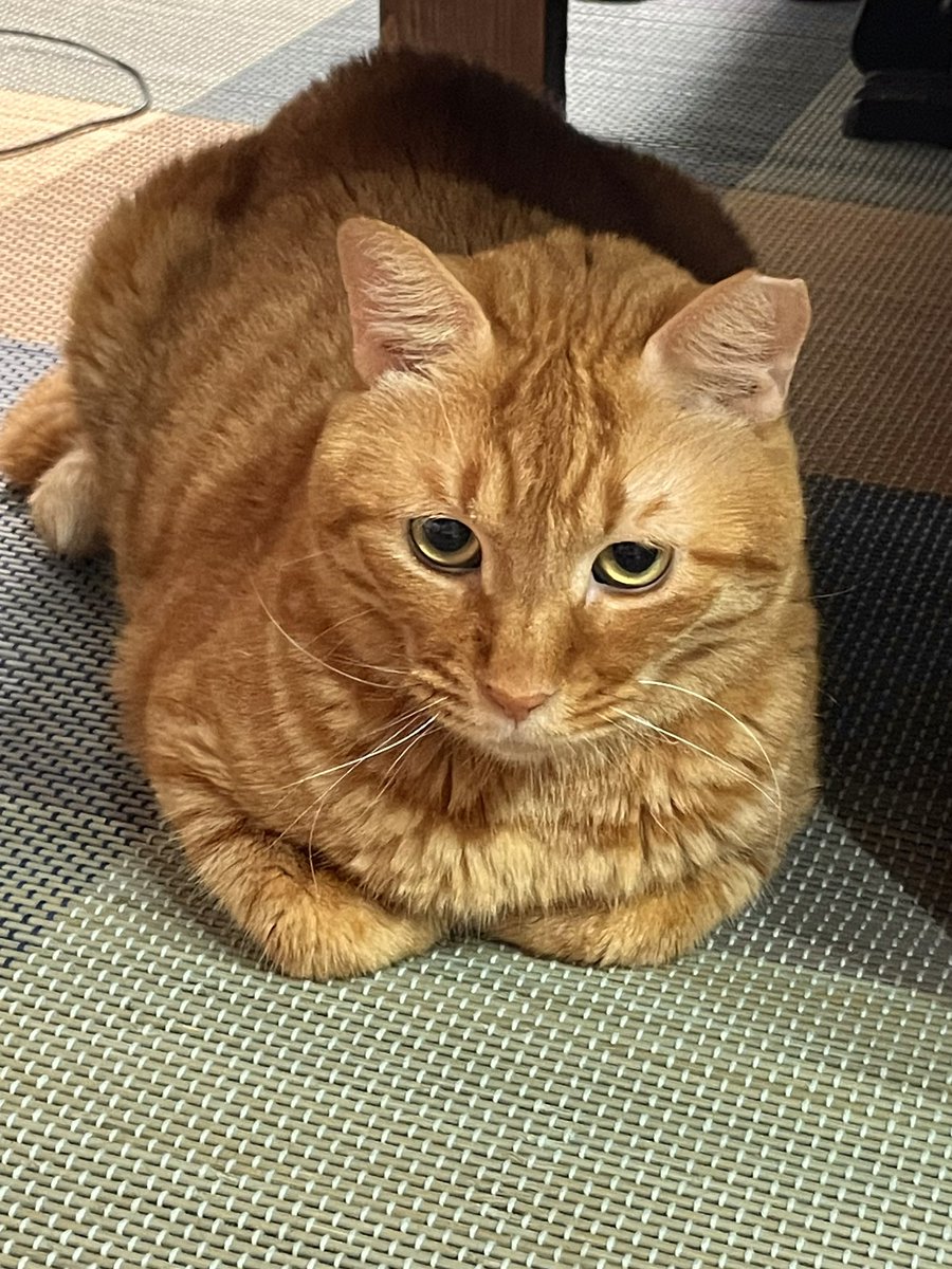 Tora_Azuki's tweet photo. 416日目。香箱座りでたたずむとらじろう。
#ねこ #あずき #とらじろう #つぶあん #香箱座り #丸い #茶トラ #猫のいる暮らし #cat #adoptedcat #catloaf #roundshape #body #redtabby #catlife https://t.co/8lGr14jpmY