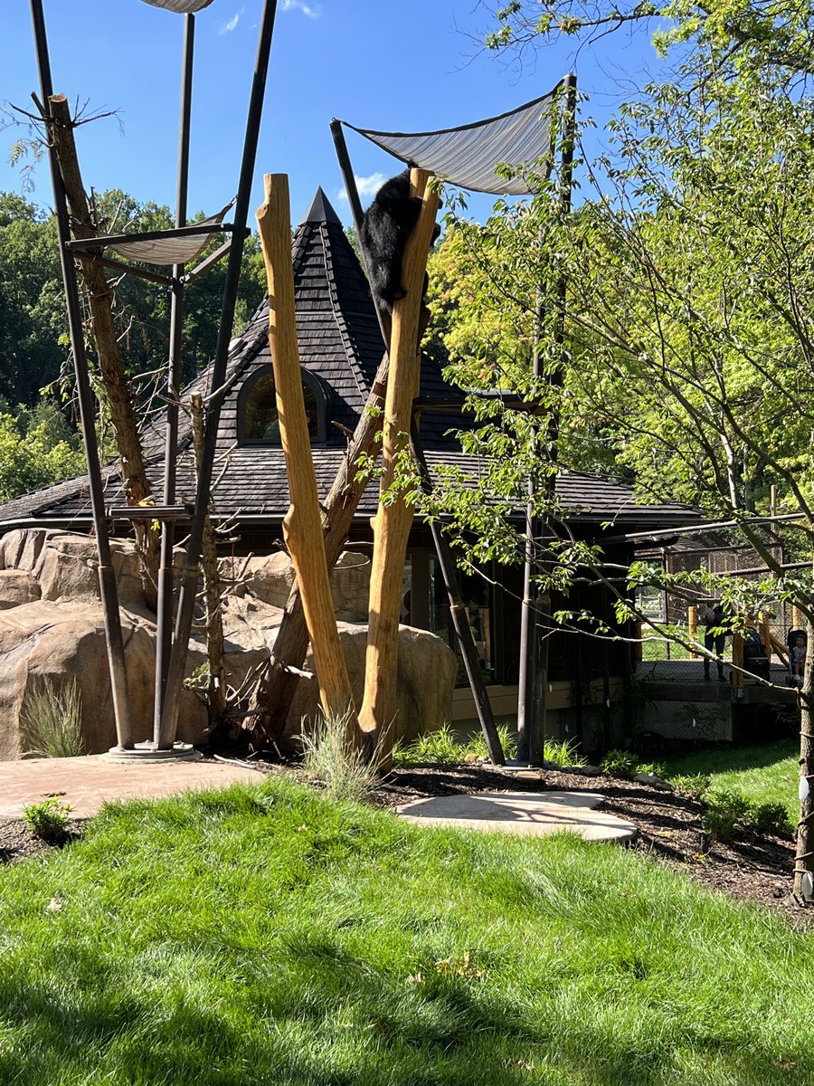 Up close nose to nose or high climbing adventure, Susie’s Bear Hollow has it all ⁦<a href="/clemetzoo/">Cleveland Metroparks Zoo</a>⁩ ⁦<a href="/clevezoosociety/">ClevelandZooSociety</a>⁩ ⁦<a href="/WDMArchitects/">WDM Architects</a>⁩