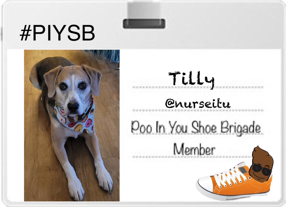 PIYSBRIGADE's tweet photo. 🚨 NEW MEMBER ANNOUNCEMENT 🚨 

Brigade Attenshunnnnn!

Please gives a warm welcome to Tilly and Teddy the two newest members to the brigade #PIYSB

Me just knows them going provides lots stinky big poos for the baddies shoes!

Welcome to Brigade Tilly and Teddy!
@nurseitu https://t.co/ZYS2bPNPKS