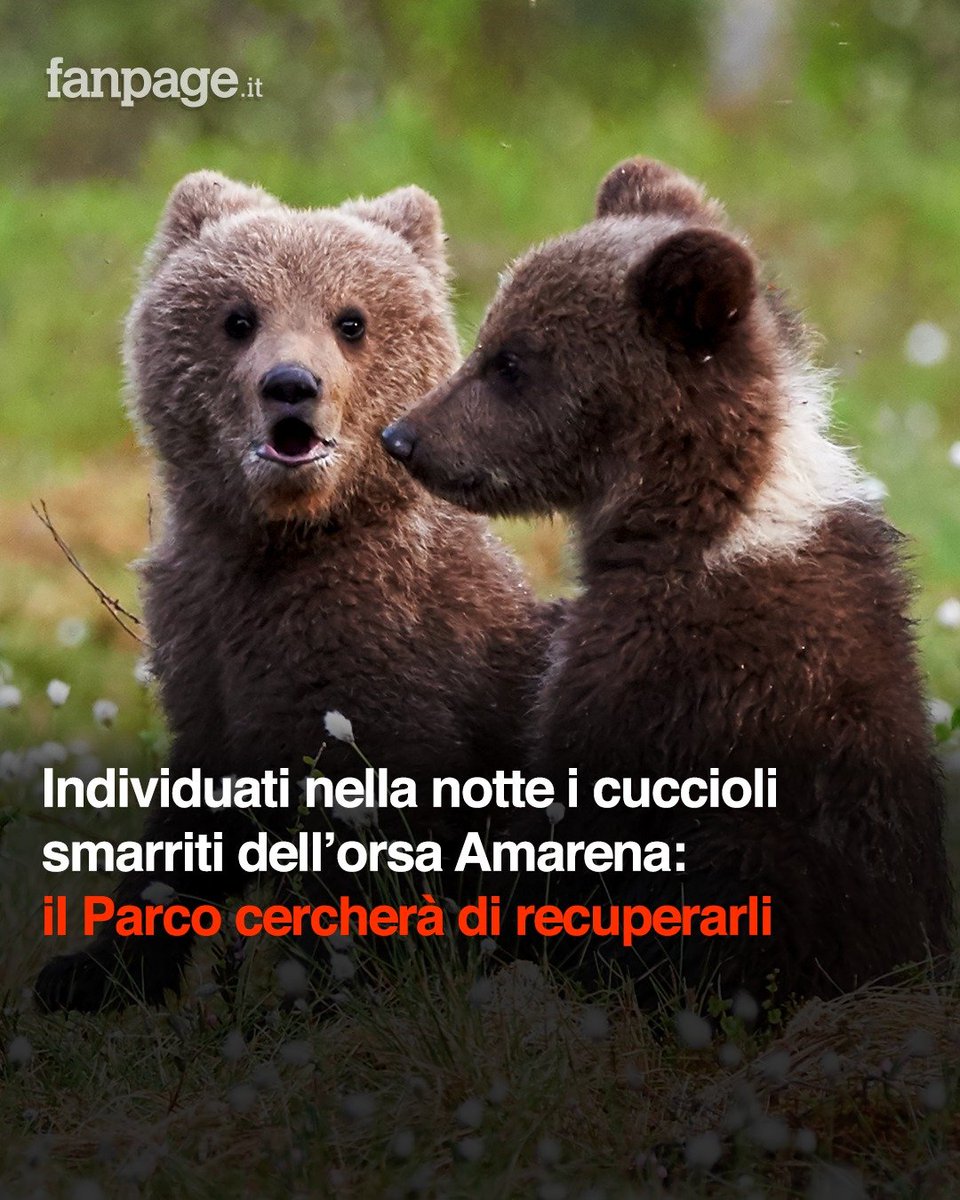 Sono stati individuati nella notte, grazie alle segnalazioni di cittadini, i due cuccioli dell'orsa #Amarena, ammazzata con un colpo di fucile nella notte tra giovedì e venerdì in Abruzzo.
