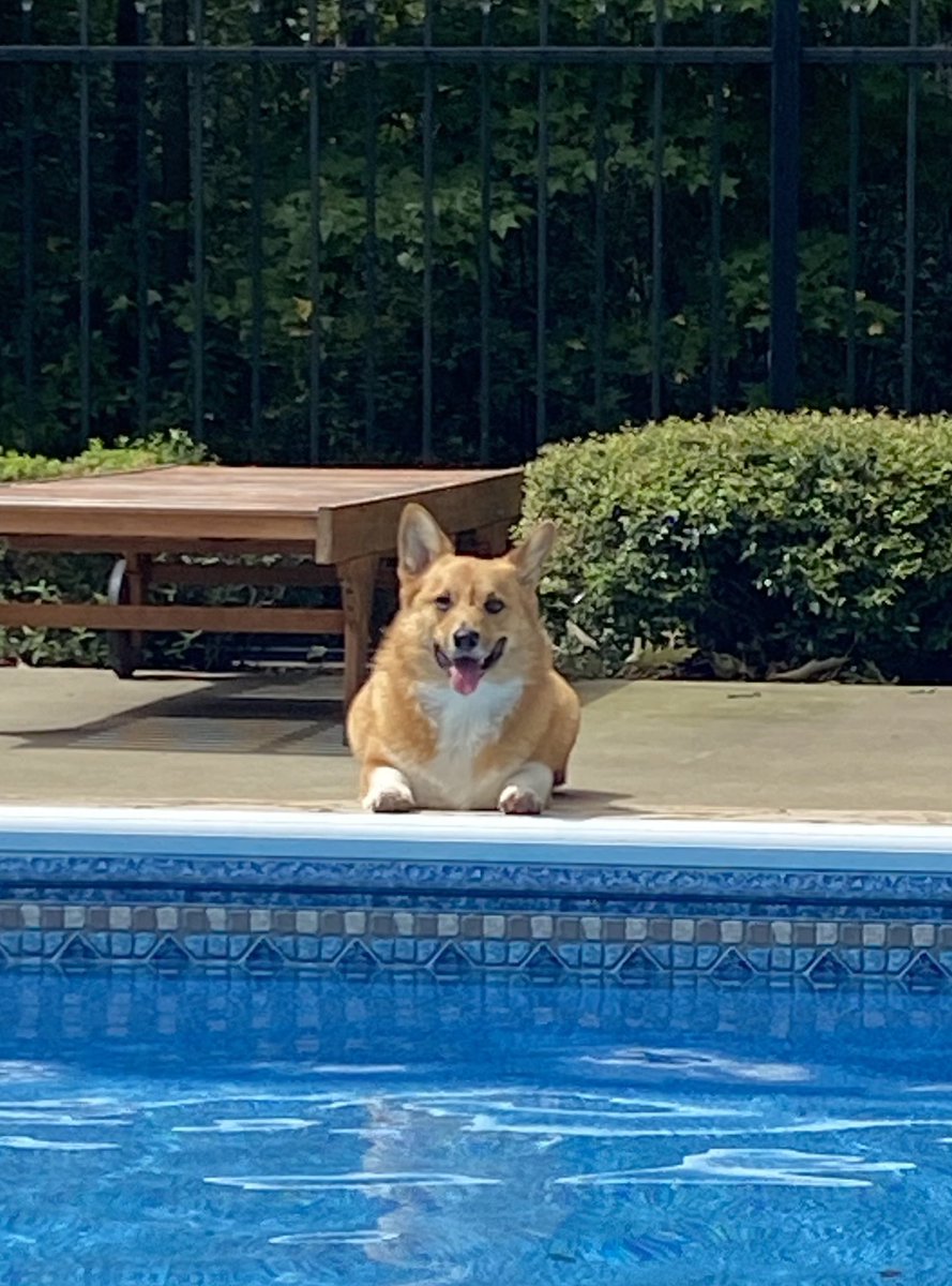 Closing out the summer with a pool party! All my #CorgiCrew and X friends are invited! Corgis, feel free to leave your suits at home and join me for some chunky dunking on this gorgeous Labor Day weekend!