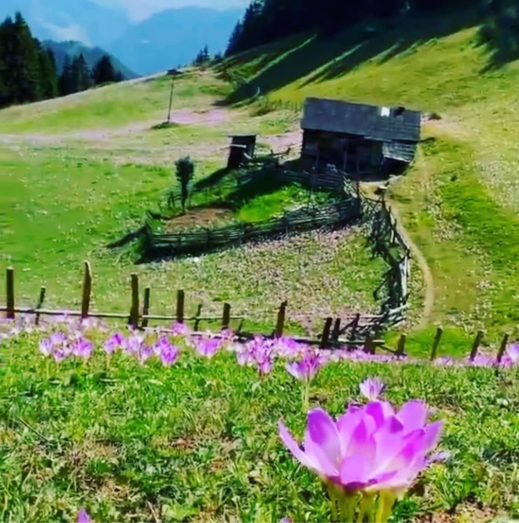 "Vargit" zamanı geldi çattı. 

Trabzon yaylarında her kapının önünde "vargit çicekleri" açar. 

Vargit çiçeği, yaylaların saatidir, gitme zamanıdır, yoludur. 

Vargit çiçeklerinin açması, yaylaya yakın zamanda kara kışın bastıracağını haber verir.