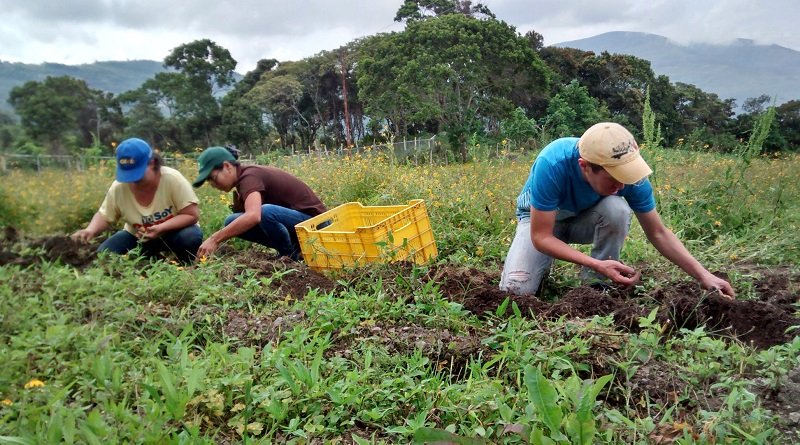 #VenezuelaEnPlan30
Una comisión del Ministerio del Poder Popular para la Agricultura Productiva y Tierras constató que el 90% de la población de Las Delicias, municipio Rafael Urdaneta del estado Táchira, se dedica a la producción de diferentes rubros. #2Sep