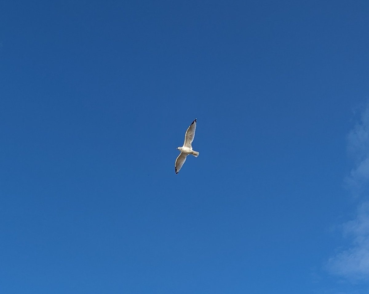 Fais comme l'oiseau
Ça vit d'air pur et d'eau fraîche, un oiseau
D'un peu de chasse et de pêche, un oiseau
Mais jamais rien ne l'empêche, l'oiseau, d'aller plus haut
~ Pierre Delanoë - Michel Fugain
 💙🤍
Ma📷🍃
