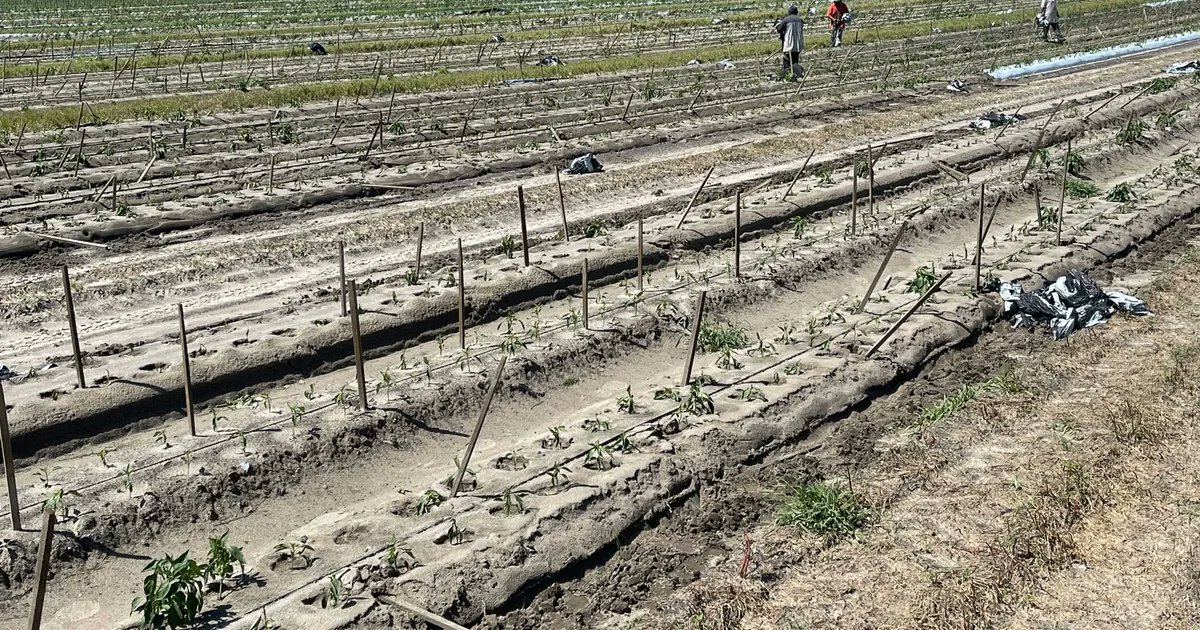 GeorgiaTwine's tweet photo. Idalia hit Florida, Georgia agriculture https://t.co/ldF7cTyiwx https://t.co/VILvdMZyCv
