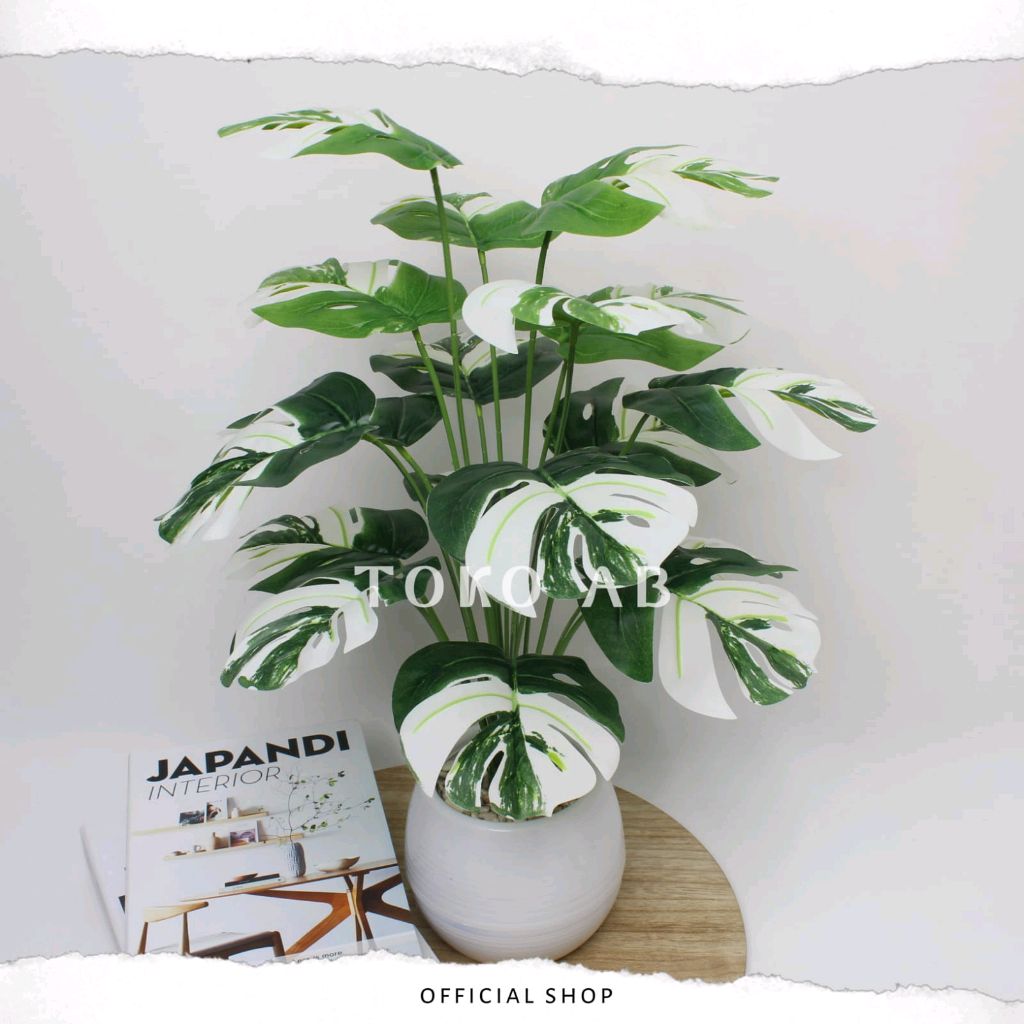 B8123 BUNGA PLASTIK DAUN MONSTERA VARIEGATA KECIL D18T48 TANAMAN ARTIFICIAL DEKORASI RUMAH DAUN VARIGATA dengan harga Rp26.000 #monstera #monsteravarigata #artificial shope.ee/4AXRNCLNPa?sha…