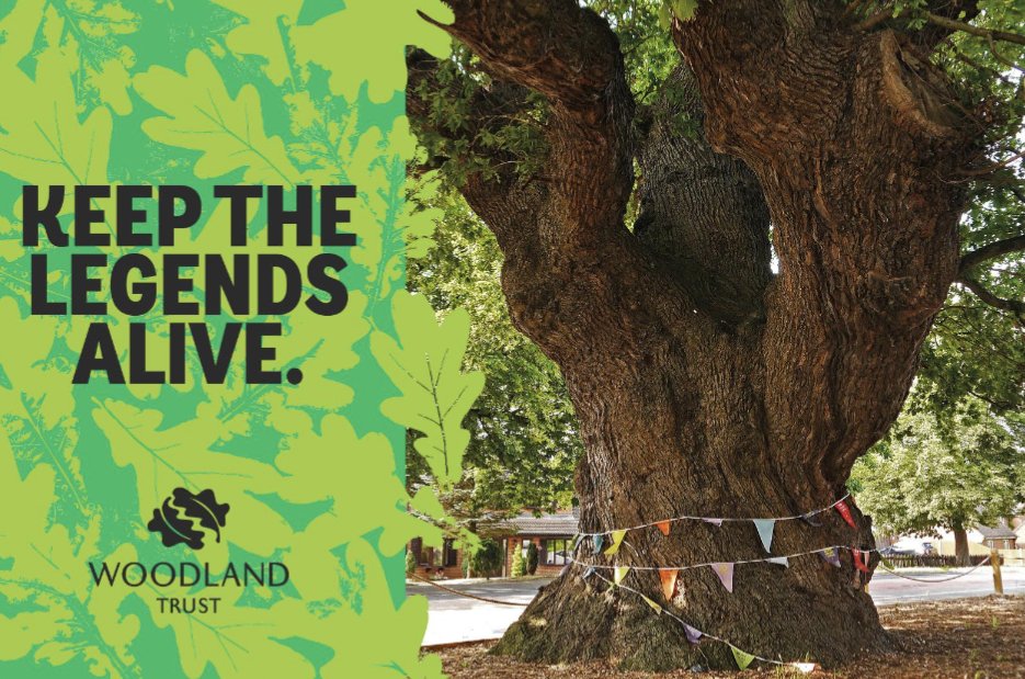 The_BadGardener's tweet image. Our oldest and most important trees are vulnerable. 

Most #AncientTrees have no real legal protection in the UK.

Join the @WoodlandTrust's campaign and tell government to protect our most important trees! #LivingLegends
 campaigns.woodlandtrust.org.uk/page/99702/pet…