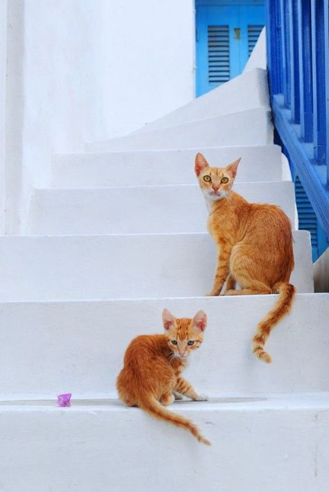 _ko_mon's tweet photo. another day, another cat ...
#cat_of_the_day
#photo by HarisPhoto (#Greek #photographer) via pinterest
Travel & Landscape photography by HarisPhoto
#cats #CatsOfTwitter #photography #Grees, #Santorini https://t.co/hn5YmzNMAx