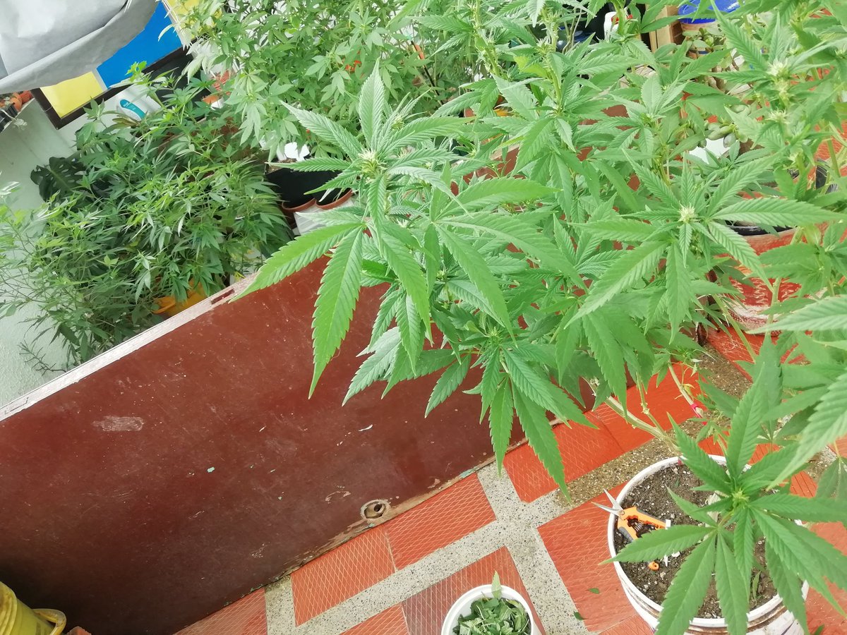 Jardiniando en sintonía @PelaGatosReggae
Por la liberación total de la planta de marihuana.