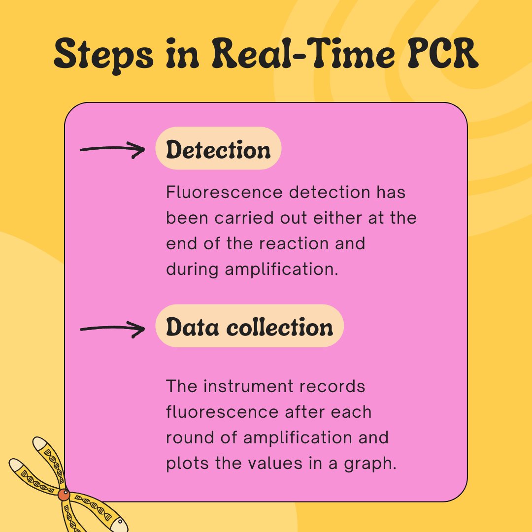 GeneticEdu's tweet image. Real-time PCR is an important quantitative method. Every step should be followed accurately to succeed in the assay. Here are the steps of qPCR. #PCR #qPCR #quantitativePCR #RT-PCR #genetics