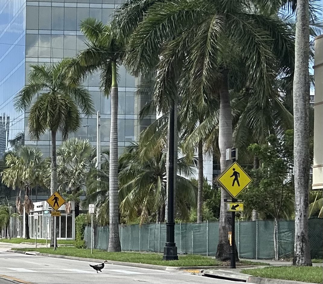 kshrgirl tweet media