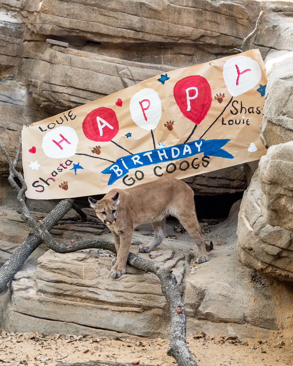 UHouston's tweet photo. HAPPY BIRTHDAY! 🎈 Today, Shasta VII and his brother, Louie, officially turn one year old! They grow up so fast. 🥹🥰 https://t.co/hNA2co8aL3
