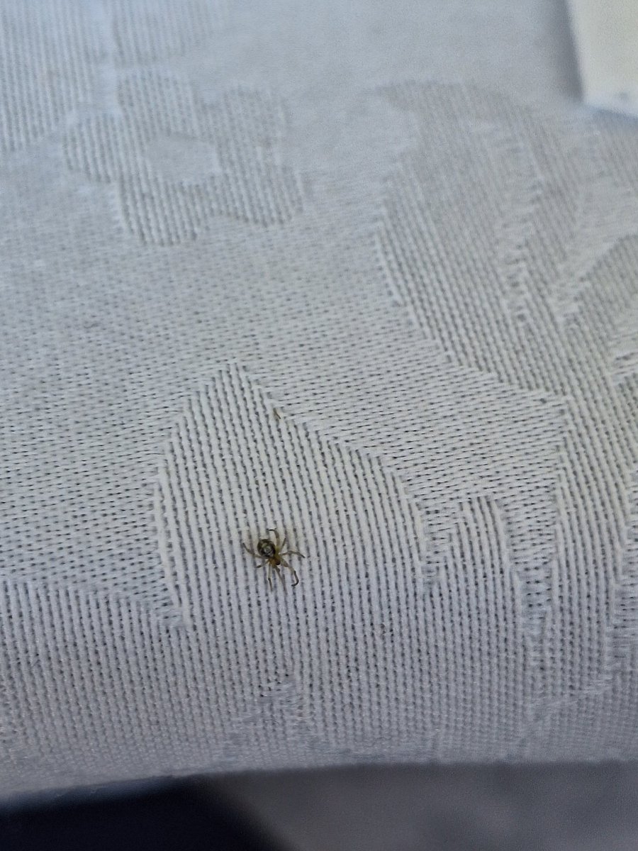 Foracesco's tweet photo. @Nicola_Bressi di che specie di ragno potrebbe trattarsi? Molto piccolo, verde e nero https://t.co/nt14qfqTeQ