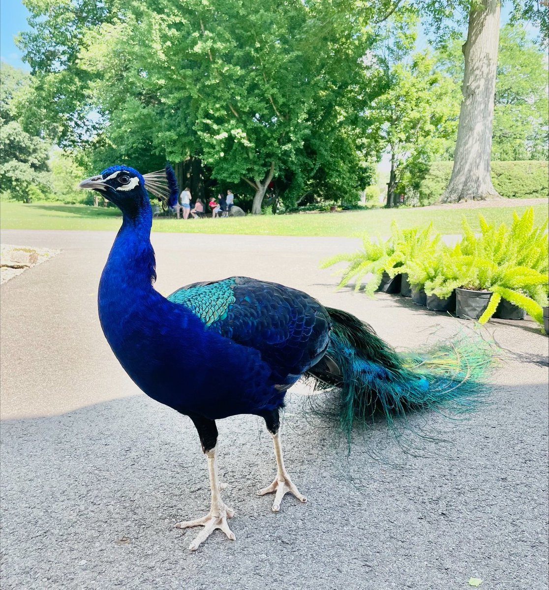 As you wander along a @Kingwood_Center Gardens' garden path, you may run into a gorgeous peacock out for a stroll. Located in #Ohio; its history dates back to 1912 when successful businessman Charles Kelley King purchased a 47-acre Kingwood property. kingwoodcenter.org