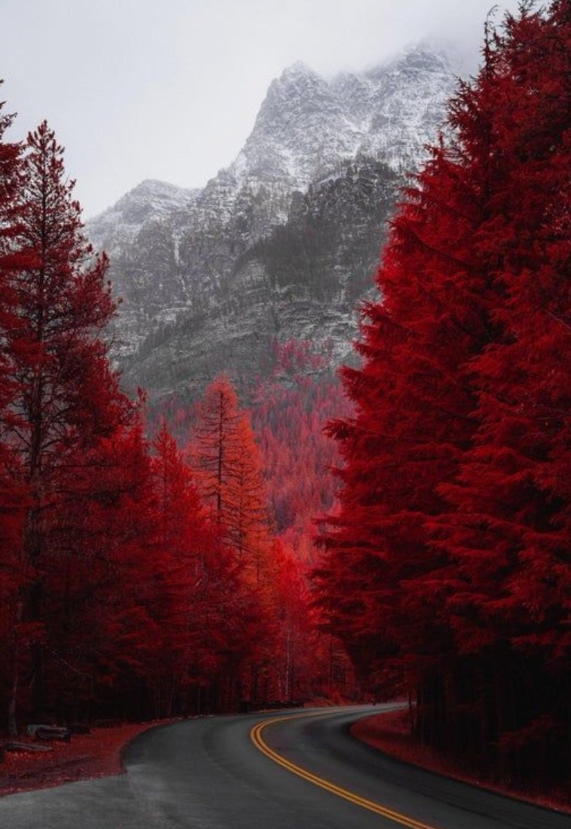 Natureblossm (@natureblossm) on Twitter photo 