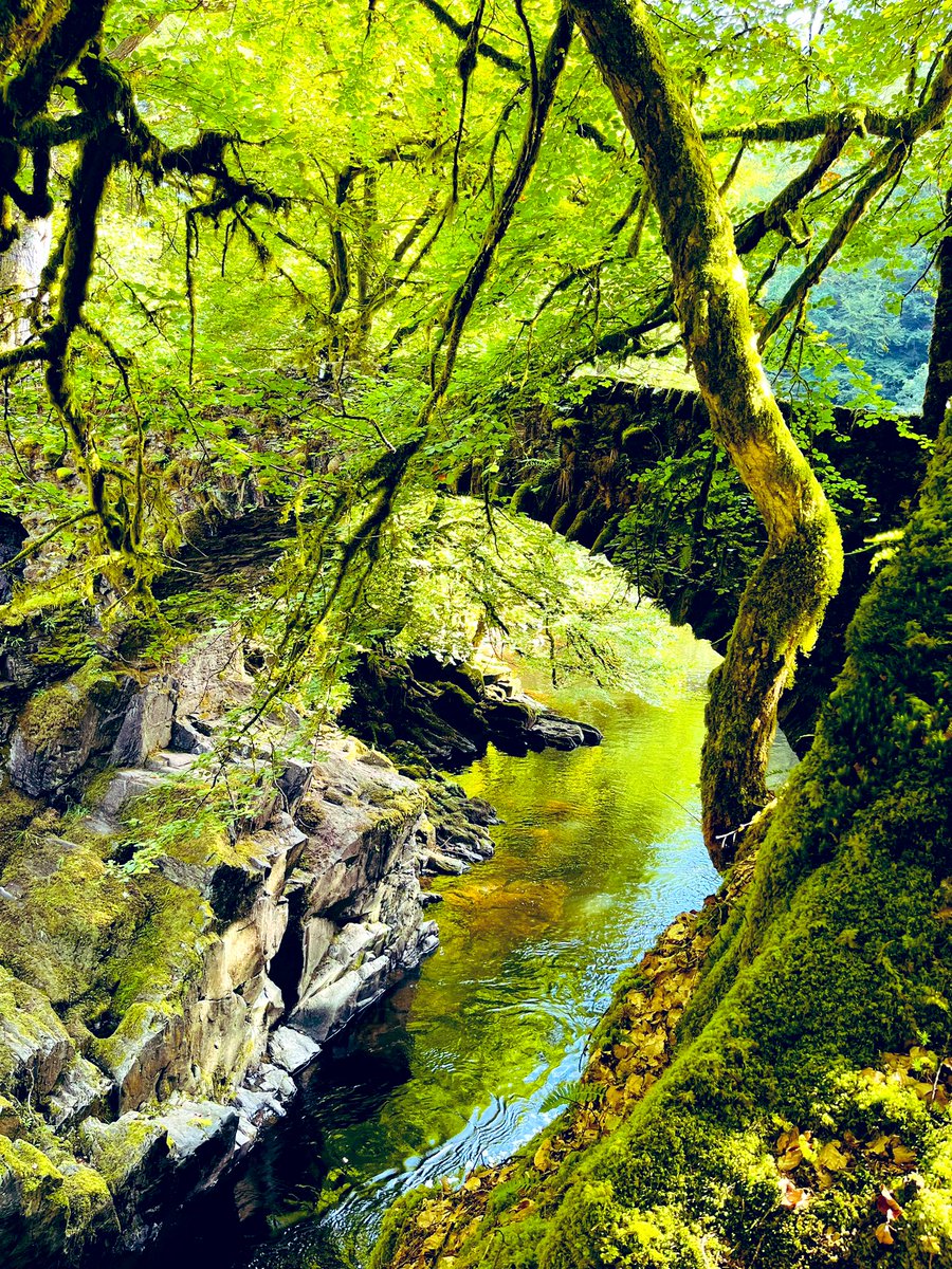 Dr_LangP's tweet photo. Riparian reflections π#freshwaters #nature #connectivity #wellbeingneeds https://t.co/YSeLVFXKEr