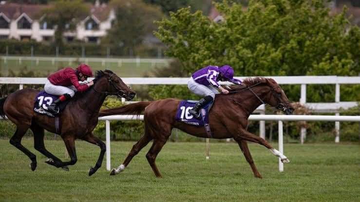 HORSERACING1002's tweet photo. THE MEDITERRANEAN๐ฎ๐ช2018
(GALILEO - FLASHY WINGS BY ZAFONIC)
#TheMediterranean
B/ Lynch Bages LTD & Rhinestone B/Stock(Ire) Feb 10, 2018. Gelding.
O/ Domeland Pty LTD
T/ Sara Ryan
TATAHI $144,433
13-1-3-2---$332,810
2021 Hwt at 3 in Ireland ๐ฎ๐ช 14+f. https://t.co/cRGKW85DsJ