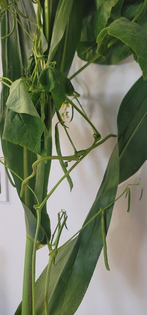 Beans in the corn silage coming along nicely