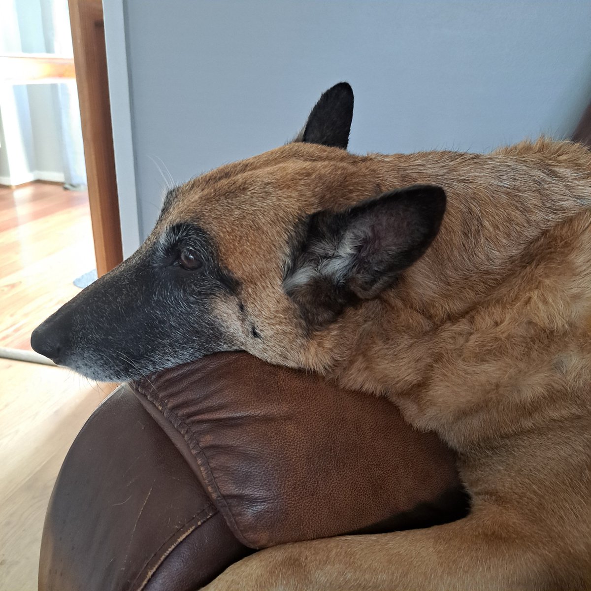 LindaMichelleJ3's tweet photo. #SaturdayRest
@RadTheMaligator ❤️
@woodbridgetegan ❤️ https://t.co/wL81ICnxJs