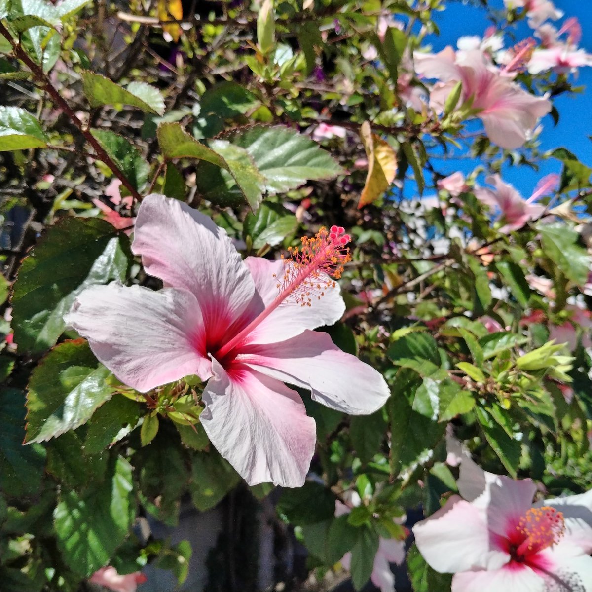 Completely forgot to share this the other day.

Hibiscus!?

#naturePhotography