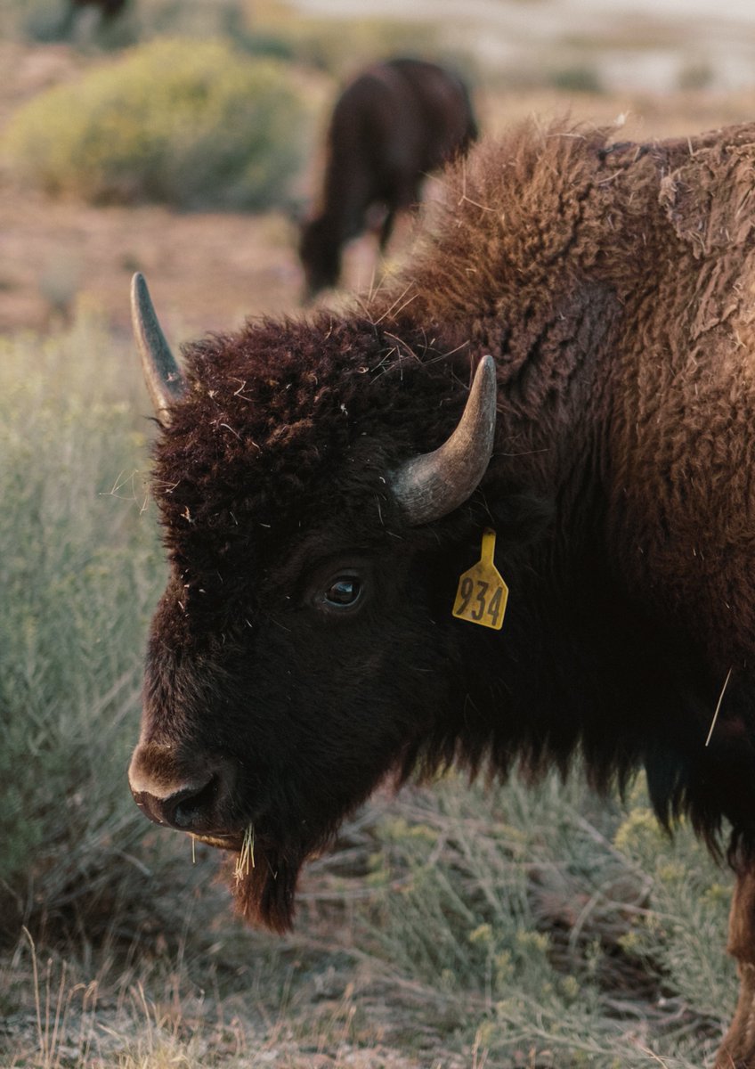 _ssimpson_'s tweet photo. Antelope Island, Utah. Shot on the 
Fuji XT4 https://t.co/gh81eG2ejV