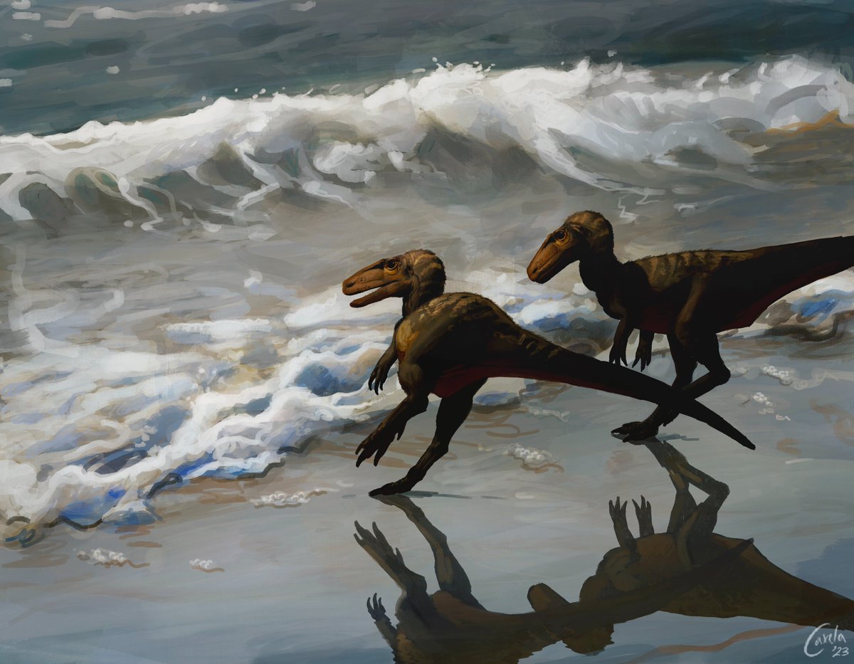 A pair of young Eustreptospondylus attempt to search the ancient shoreline for snacks