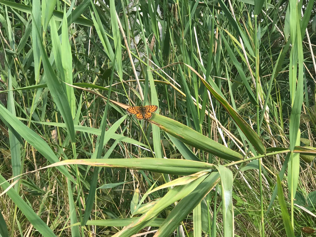 Wie weet welke vlinder dit is? Al googelend vind ik vele gegadigden maar niet een 100% match.