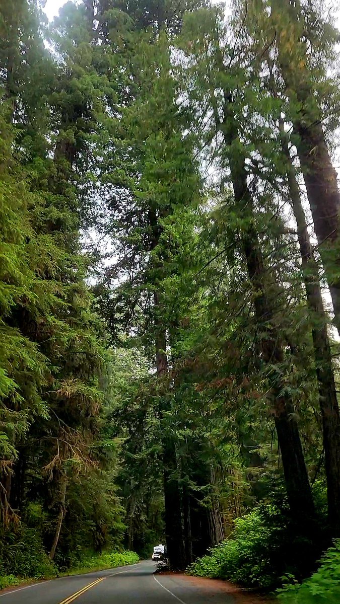 todays redwoods fantasy...
#photography #nature #life #appreciation #blessings #graces #sequioagigantium #northcoastcaliforniaredwoods #northcoastcaliforniausa 🇺🇸
#bbpix2