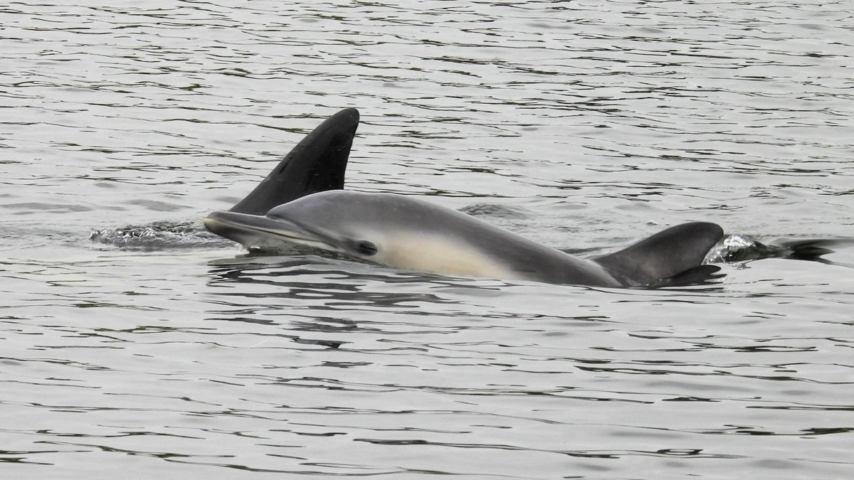 numenini's tweet photo. Last eve in Great Ouse I swam with dolphins & eels & don't know which was most thrilling!
60km inland, Common Dolphin mum & calf, & European Eels, my 1st elvers & adults ≥ 30cm, 1 dead; more in 750m down from Brownshill Lock than I've seen in total before.
#Cambs #MySwim🧵1/9 https://t.co/wzQZUjzwE6