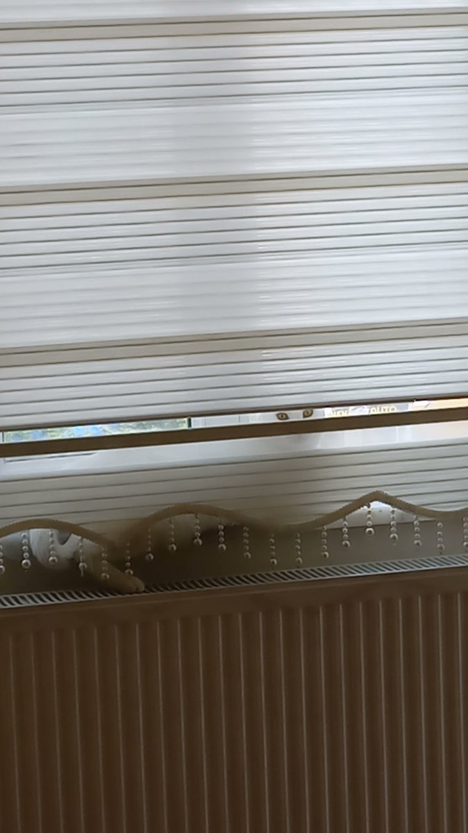 Eskisehir ve Cevre iller Yuva!!!
Erkek, kisir,asili. Ankara kedisi bu cocugu istenmemesine dayanamayip aldim. Aile evindeyim ve istemiyorlar. Pazartesiye kadar yuva cikmazsa sokaga gidecek. Pamuk disarda olmak istemiyor camdan disariyi izlemek istiyor.
Iletisim 0541 9187427