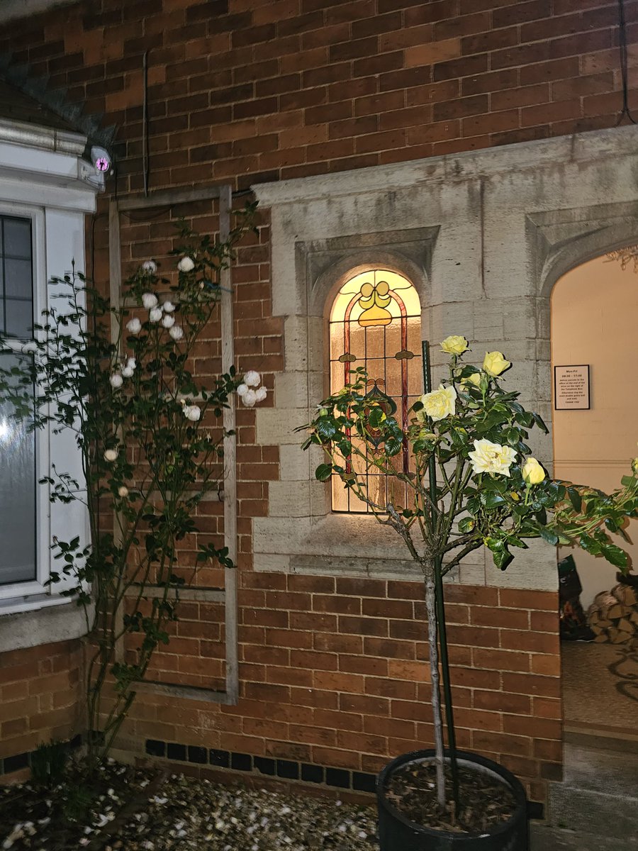 #GardeningTwitter #FriendshipRoses this evenings display of yellow roses. All your gardeners are a lovely bunch of flowers.