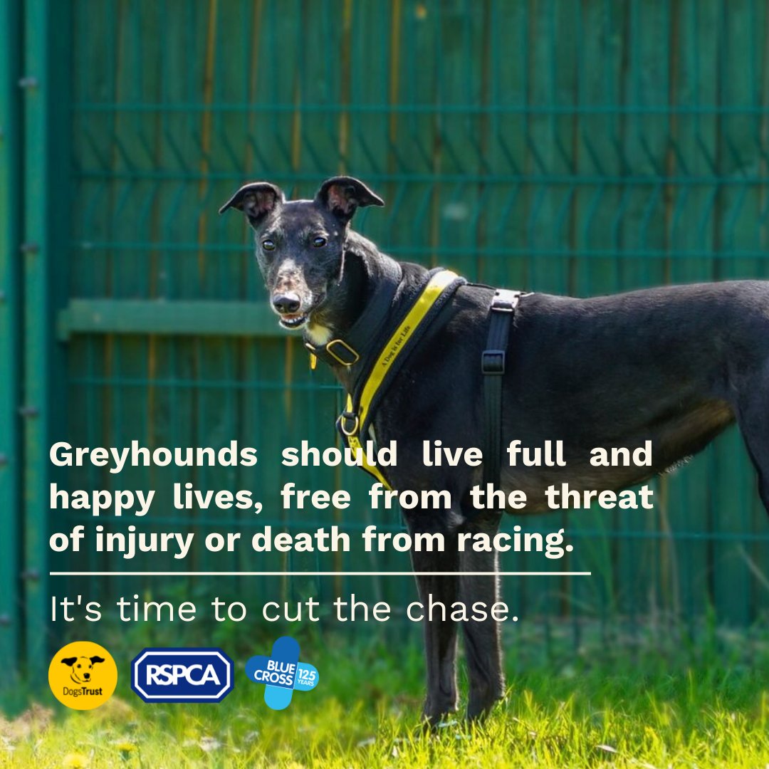 RSPCA (England & Wales) (@rspca_official) on Twitter photo 🏁🐕 The industry says that greyhound racing is exciting, but much of a greyhound's life is spent kennelled with little enrichment 😔
With your help, there could be a better future for greyhounds. Help us, <a href="/DogsTrust/">Dogs Trust 💛🐶</a> and <a href="/The_Blue_Cross/">Blue Cross UK</a> to #CutTheChase: bit.ly/3TdIrfq 🏁🐕 The industry says that greyhound racing is exciting, but much of a greyhound's life is spent kennelled with little enrichment 😔
With your help, there could be a better future for greyhounds. Help us, <a href="/DogsTrust/">Dogs Trust 💛🐶</a> and <a href="/The_Blue_Cross/">Blue Cross UK</a> to #CutTheChase: bit.ly/3TdIrfq