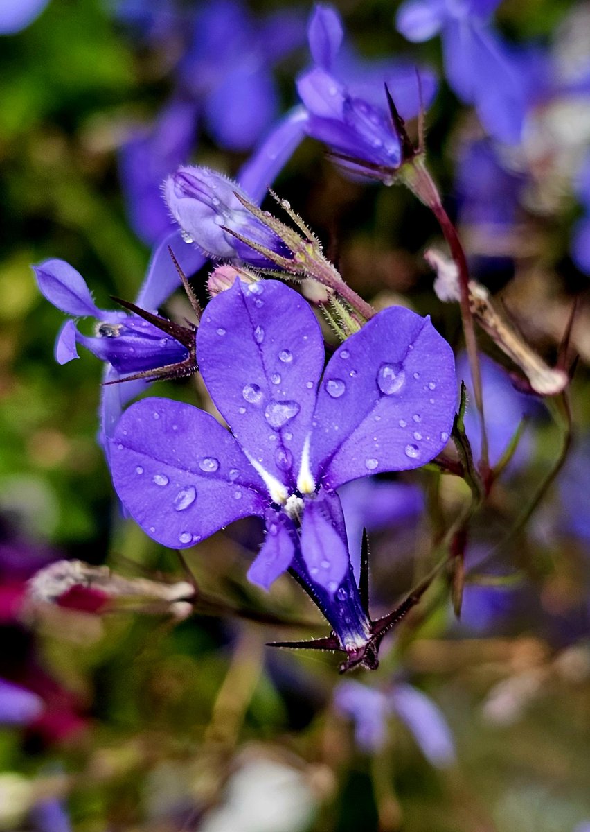 A gorgeous & unique blossom from Trailing Lobelia after a misty rain shower. #Michigan #Flowers #NatureBeauty #naturephotography #wildflowerhour