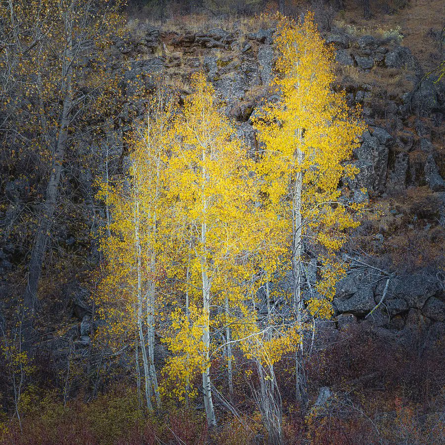 tpeakphotos's tweet photo. Fall #aspens and #stones. #Lassencounty #California.
Prints available:
https://t.co/O0z4CVcRoc
#fallcolors #autumn #twitternaturecomunity #twitternaturephotography #artistsontwitter https://t.co/HxhQdkjQNr