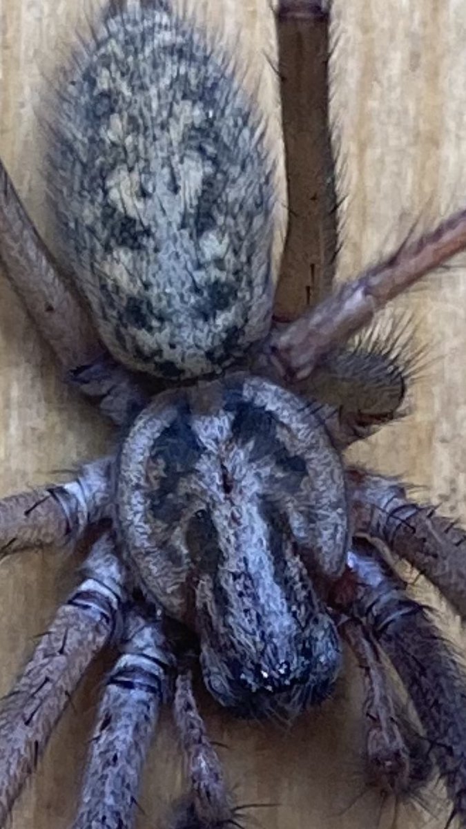 ColinTanner2's tweet photo. Anyone up on there spider knowledge let me know what it is ,found earlier on the back door of the garage #irishspiders #spidersoftheworld #spiderphotography https://t.co/UaJR8IVAuI