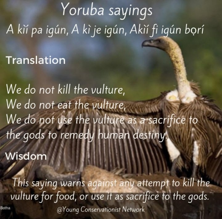 Still  Celebrating Vulture Awareness Day in style with this Yoruba Saying!

#indigenousknowledge #willdlifeInYoruba #culturalpreservationofVulturesWithTheYorubaLanguage #IVAD2023 #VulturesAwarenessDay #youngconservationistnetwork